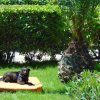 Un cane nero sdraiato su un cuscino arancione su un prato, vicino a una palma.